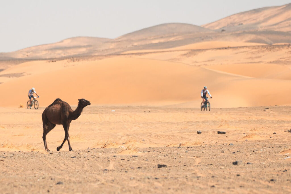 20 años de la Škoda Titan Desert Morocco